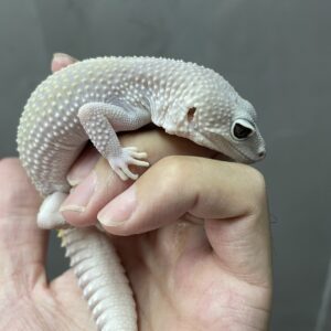 ヒョウモントカゲモドキ　ブリザード　♀