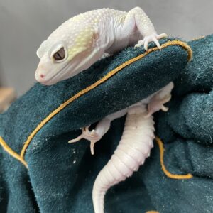 ヒョウモントカゲモドキ　ブレイジングブリザード　♂