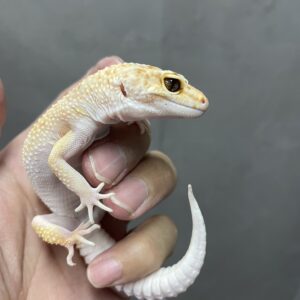 ヒョウモントカゲモドキ　エニグマ　