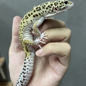 ヒョウモントカゲモドキ　スノーエクリプスパイド