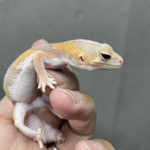 ニシアフリカトカゲモドキ　アメルhetキャラメル♀