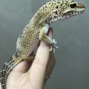 ヒョウモントカゲモドキ　メラニスティック　♂