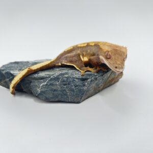 クレステッドゲッコー　ノーマル