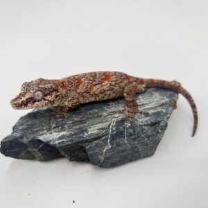 ガーゴイルゲッコー　ブロッチ