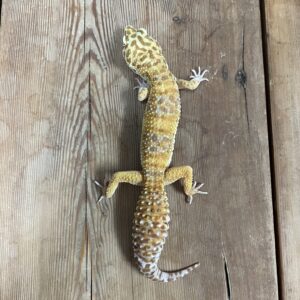 ヒョウモントカゲモドキ　トレンパーアルビノ　♀