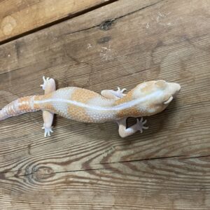 ニシアフ　タンジェリンアメル　♀