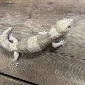 ニシアフリカトカゲモドキ　キャラメル　♂