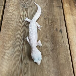 ヒョウモントカゲモドキ　ディアブロブランコ　♀