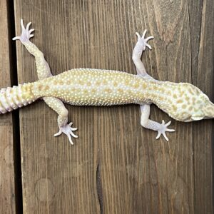 ヒョウモントカゲモドキ　ラプター　♀