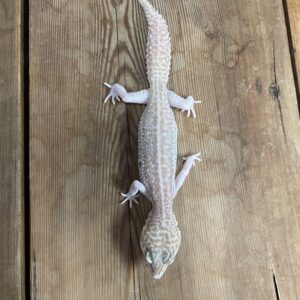 ヒョウモントカゲモドキ　スーパースノーラプター　♀