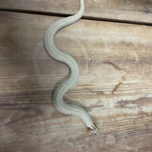 セイブシシバナヘビ　スーパーアナコンダ66%hetアルビノ