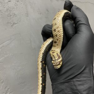 セイブシシバナヘビ　アークティックコンダ　66% hetマイタイ　♂