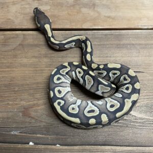 ボールパイソン　モハベ 66% het クラウン　50% ゴースト　♀