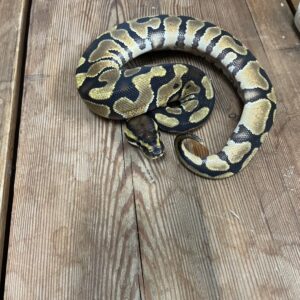 ボールパイソン　エンチ het　クラウン ♂