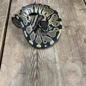 ボールパイソン　het クラウン　♀