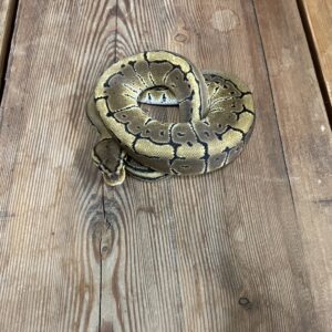 ボールパイソン　ピンストライプ het VPI 50%クラウン　♂