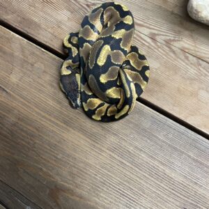 ボールパイソン　エンチ het クラウン　♂