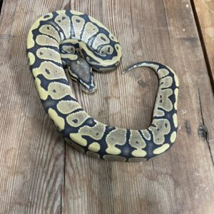 ボールパイソン　ゴースト　♀