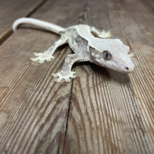 クレステッドゲッコー　リリーホワイト　♀　