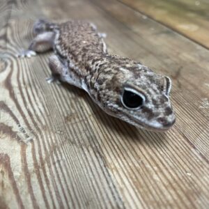 ニシアフリカトカゲモドキ　パティ　♀