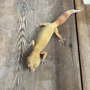 ヒョウモントカゲモドキ　サングロー　♀