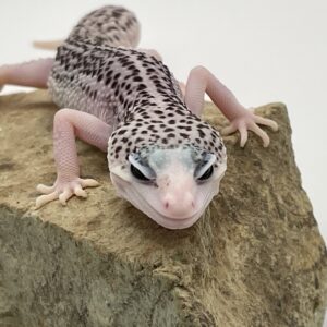 ヒョウモントカゲモドキ　ギャラクシー