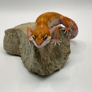 ヒョウモントカゲモドキ　タンジェリン