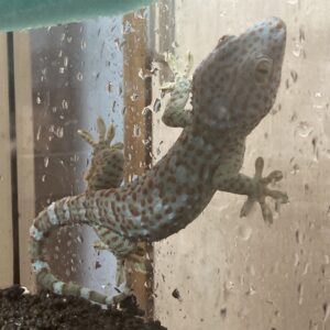 トッケイゲッコー　