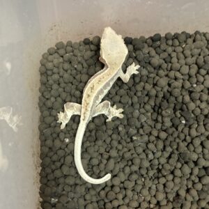 クレス　フラペチーノ