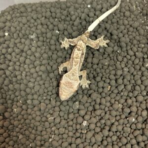 クレス　カプチーノ