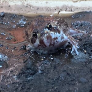 アメフクラガエル