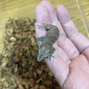 ガーゴイルゲッコー　マーブル　尾切れ