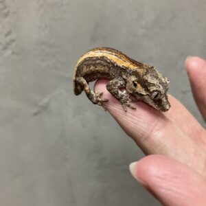 ガーゴイルゲッコー　ストライプ　尾切れ