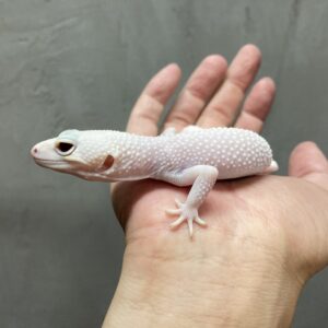 レオパ　マックスノーディアブロブランコ　♀