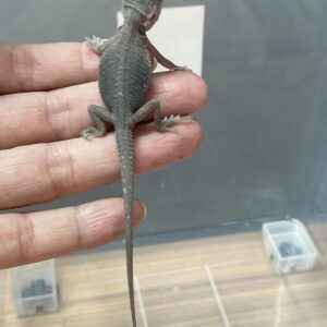 フトアゴヒゲトカゲ　ハイポトランスゼロ　