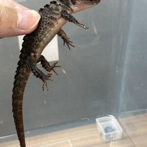アカメカブトトカゲ