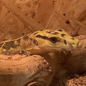 カミンギーモニター