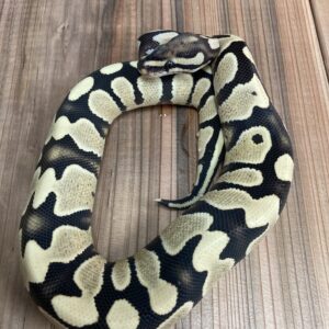 ボールパイソン　イエローベリーデザートゴースト　♂