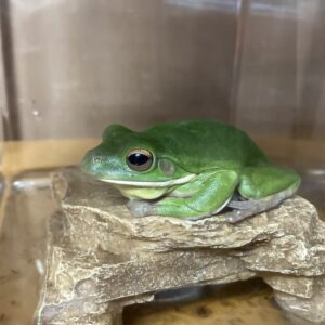 クツワアマガエル