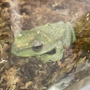ヒスイトビガエル