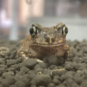 ホルブルックスキアシガエル