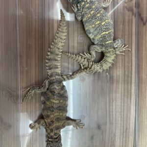 オルナータトゲオアガマ　ペア