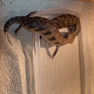 キタアオジタトカゲ