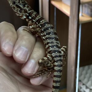 アルゼンチンレッドテグー