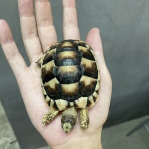 マルギナータリクガメ
