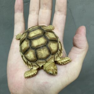 ケヅメリクガメ