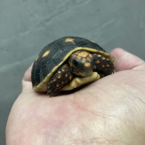 アカアシガメ　ベネズエラーオリノコ血統