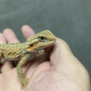フトアゴヒゲトカゲ　オレンジハイポトランス