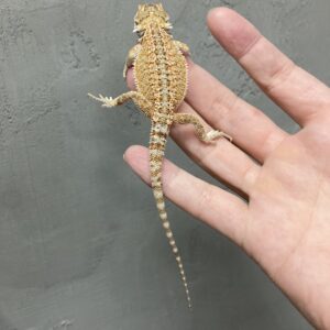 フトアゴヒゲトカゲ　オレンジパステル