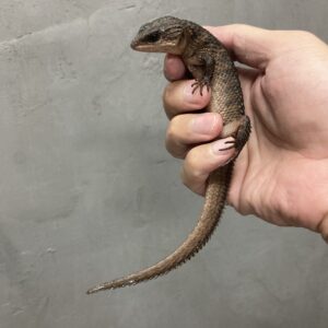 ベーコンミズトカゲ